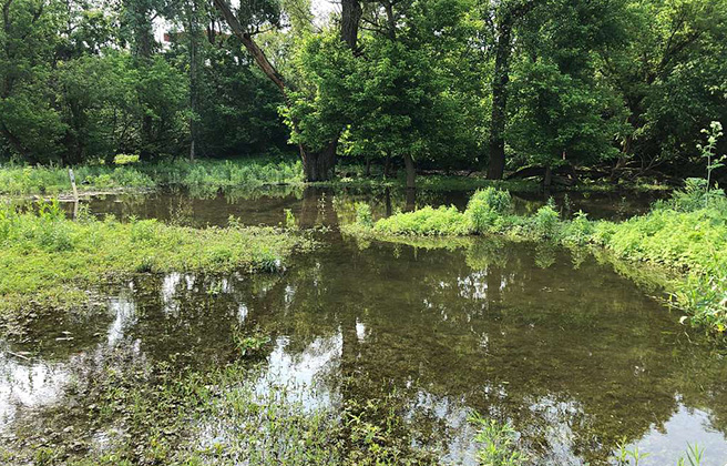 Sheraden Park Aquatic Ecosystem Restoration Project Vernal Pool.