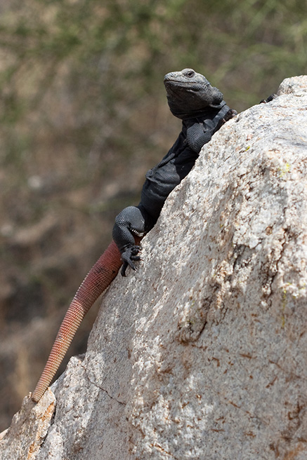 A chuckwalla lizard looks out from a perch on a rock.