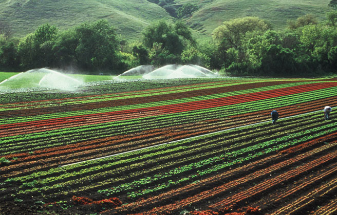 A landscape view of a field implementing climate smart agriculture.