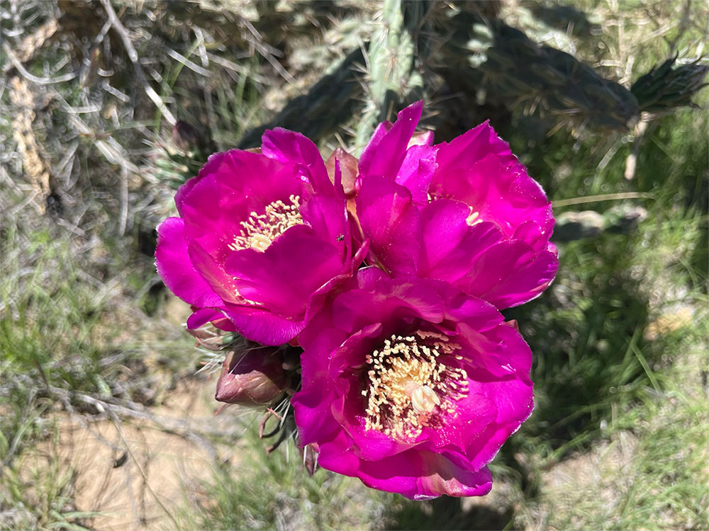 A close-up of a trio of flowers with bright pink petals surrounding dozens of yellow stamens in each bud.