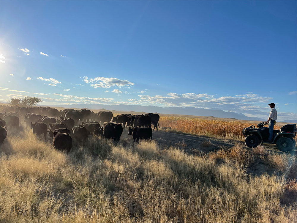 A man on a 4-wheeler herding cattle on the grasslands in front of a clear sky and setting sun.