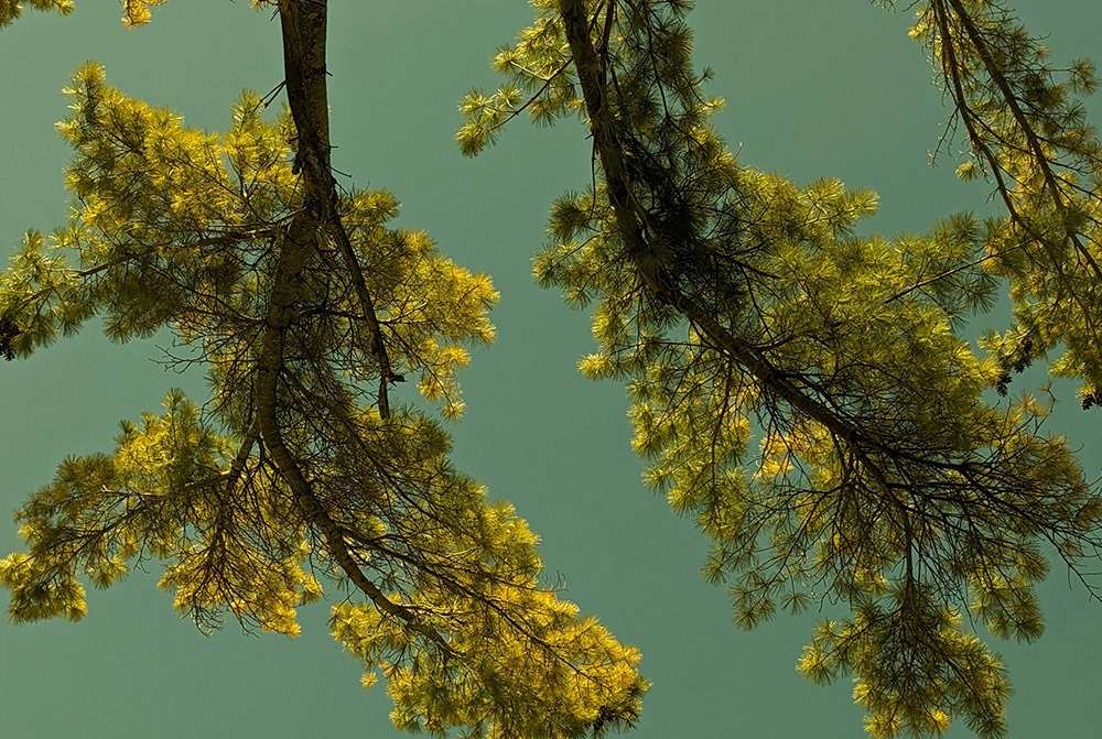 Looking up at tree branches hanging in front of a blue sky.