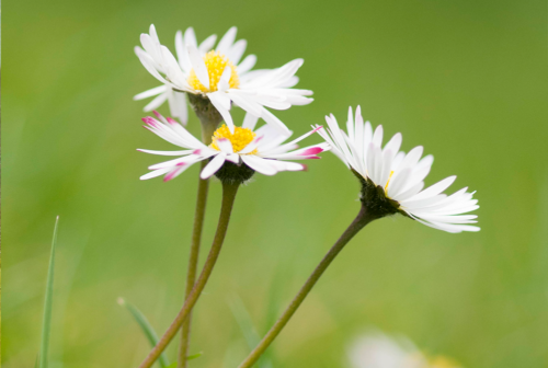 Three white flowers in a field.